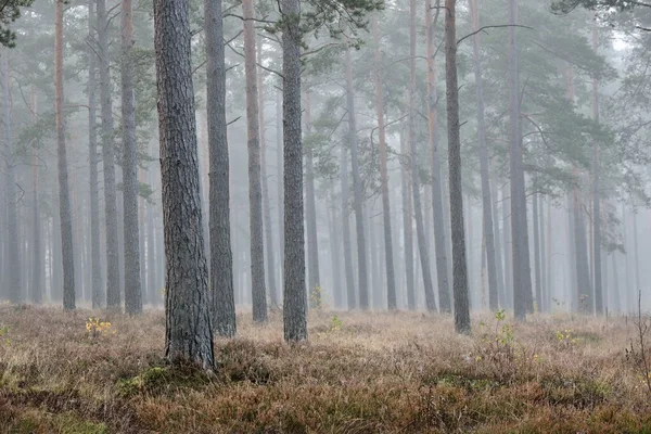 Starker Morgennebel im Wald in Lettland — Stockfoto