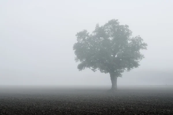 Osamělý strom v poli ve velmi silná mlha — Stock fotografie