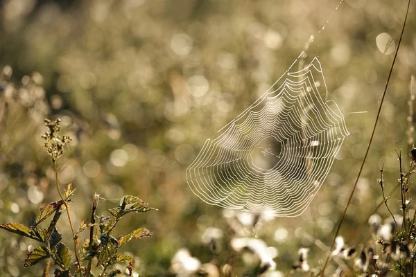 Mooi spinnenweb met water druppels close-up — Stockfoto