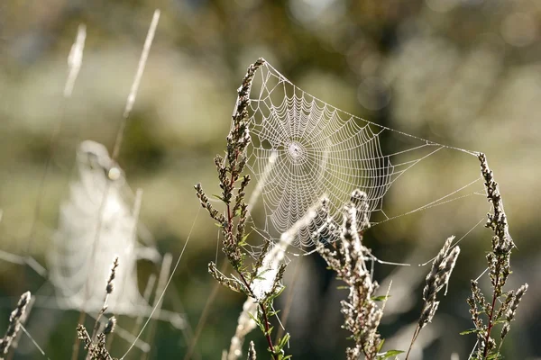 水と美しい蜘蛛滴クローズ アップ — ストック写真