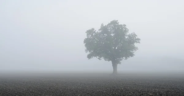 Tree in the field in very strong fog — Stock Photo, Image