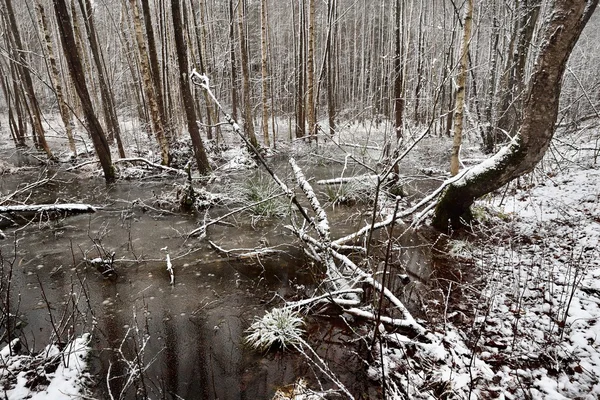 Primera nieve en un bosque paisaje pantanoso — Foto de Stock