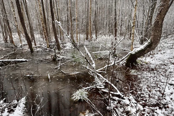 Der erste Schnee in einer Waldsumpflandschaft — Stockfoto