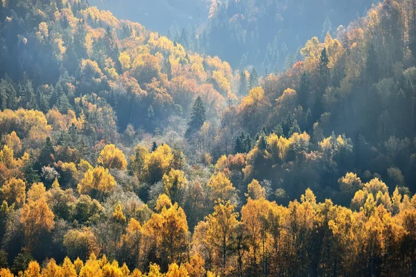 Färgglada forest hills i höst. Sigulda, Lettland. — Stockfoto