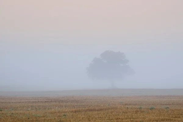 Albero solitario nel campo nella nebbia molto forte — Foto Stock