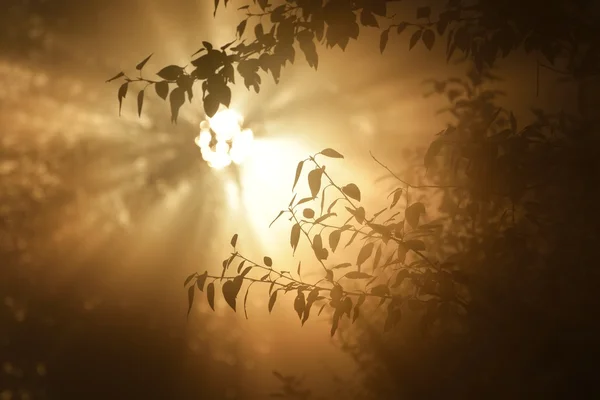 Rano słońce w liści drzewa w silnej mgle — Zdjęcie stockowe