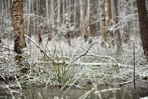 První sníh v bažinatém lese — Stock fotografie