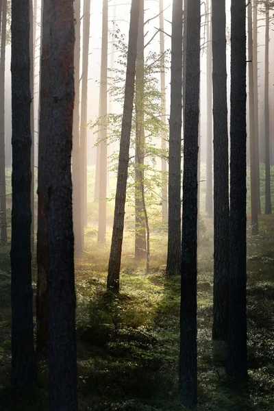 Silne piękna mgła w lesie — Zdjęcie stockowe