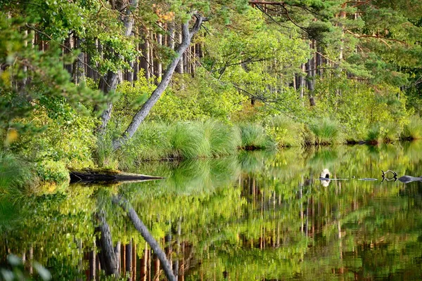 Lago da floresta com um reflexo — Fotografia de Stock