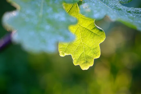 橡木绿色幼叶特写在春天的早晨 — 图库照片
