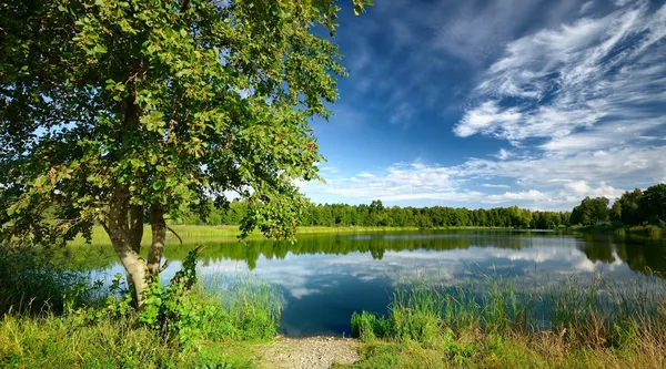 Drzewo na brzegu jeziora, w lecie — Zdjęcie stockowe