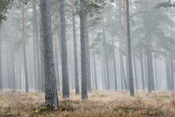 Ισχυρή πρωινή ομίχλη στο δάσος στη Λετονία — Φωτογραφία Αρχείου