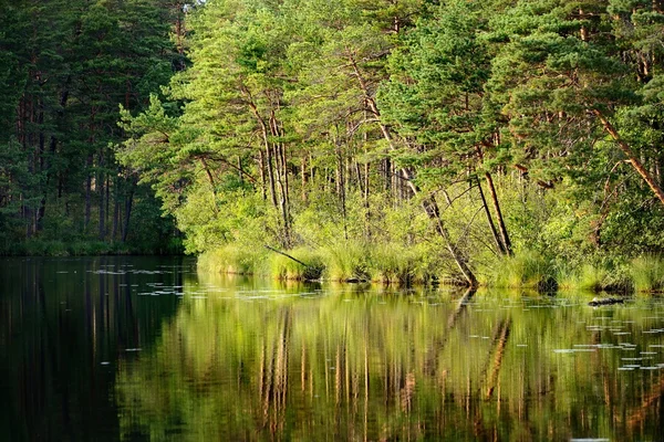 Waldsee mit Spiegelbild — Stockfoto