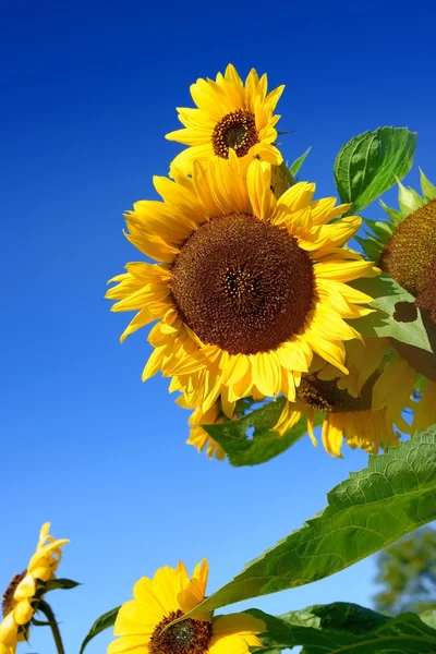Zonnebloemen close-up tegen donker blauwe hemel — Stockfoto