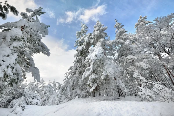 雪の中で冬のワンダーランド森林覆われています。ラトビア — ストック写真