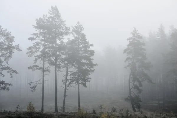 Forte brume matinale dans la forêt en Lettonie — Photo