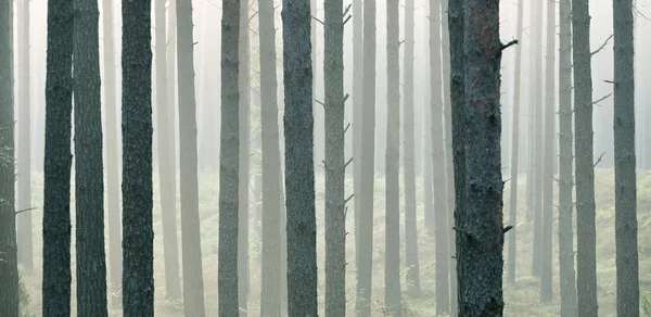 Strong beautiful fog in the forest — Stock Photo, Image