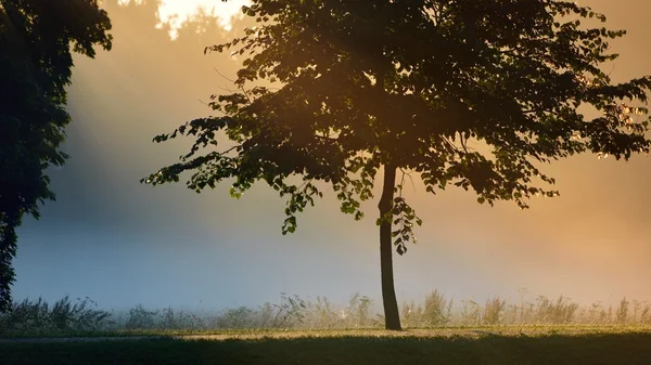 Sagoma mistica dell'albero nella nebbia — Foto Stock