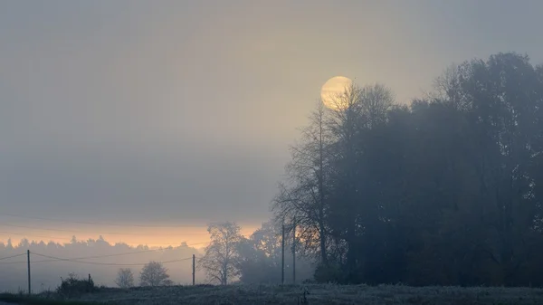 Forte nebbia mattutina nella foresta — Foto Stock
