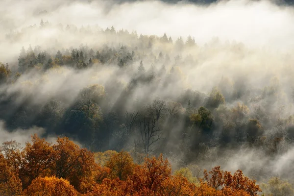 Färgglada forest hills täckta med mist i höst. Sigulda, Lettland — Stockfoto