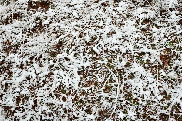 Az első hó, az erdő — Stock Fotó
