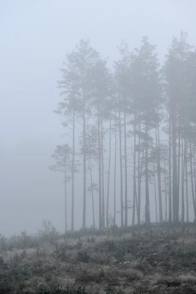 Forte brume matinale dans la forêt en Lettonie — Photo