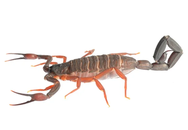 Scorpion Centruroides gracilis isolé sur blanc. Pas d'ombre — Photo