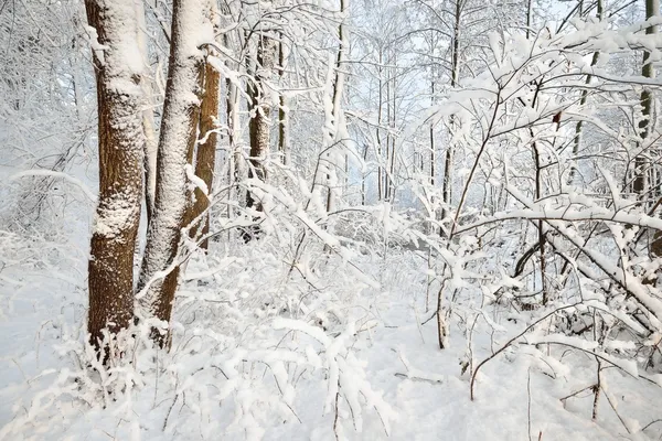 Maravilla invernal en bosque cubierto de nieve. Letonia — Foto de Stock