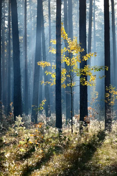 Красочное одинокое дерево в лесу осенью. Латвия — стоковое фото