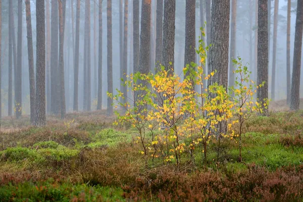 Fuerte niebla matutina en el bosque en Letonia — Foto de Stock