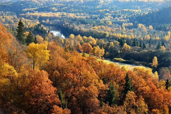 Kolorowe wzgórza lasu jesienią. Sigulda, Łotwa. — Zdjęcie stockowe