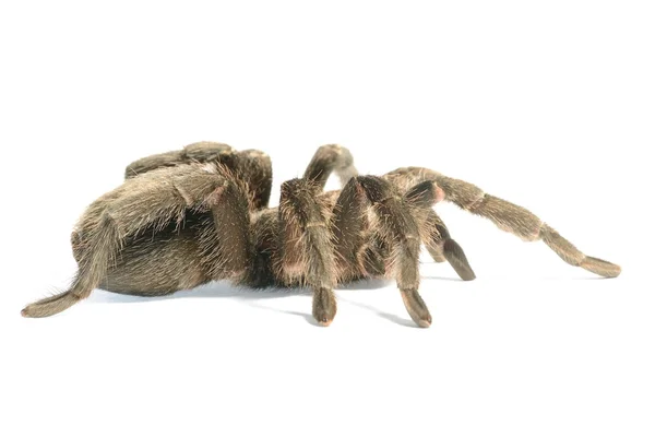 Czarny tarantula grammostola pulchra na białym tle — Zdjęcie stockowe