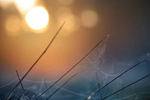 Yakın çekim güzel örümcek ağı ile su damlaları — Stok fotoğraf