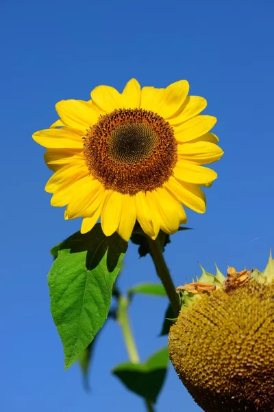 Sunflower close-up against dark blue sky — Stock Photo, Image