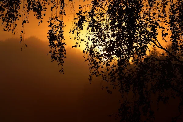 濃い霧でツリーの葉の朝日 — ストック写真