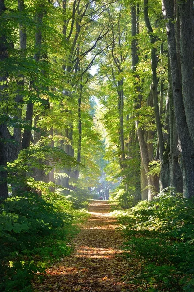 Estrada em uma bela floresta pela manhã — Fotografia de Stock