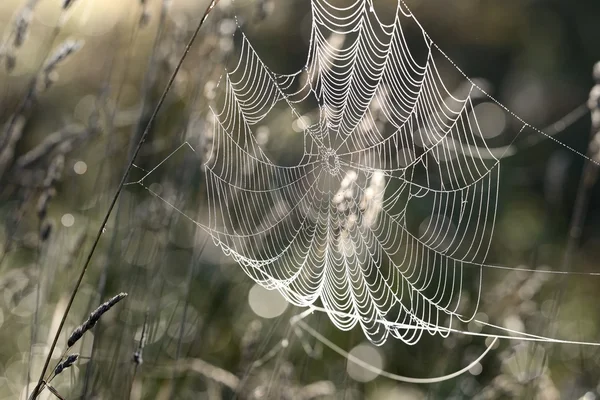 Schönes Spinnennetz mit Wassertropfen in Nahaufnahme — Stockfoto