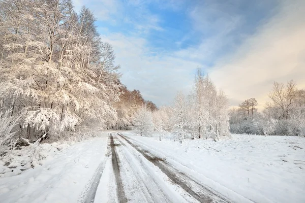 Väg- och snow omfattas träd i Lettland — Stockfoto