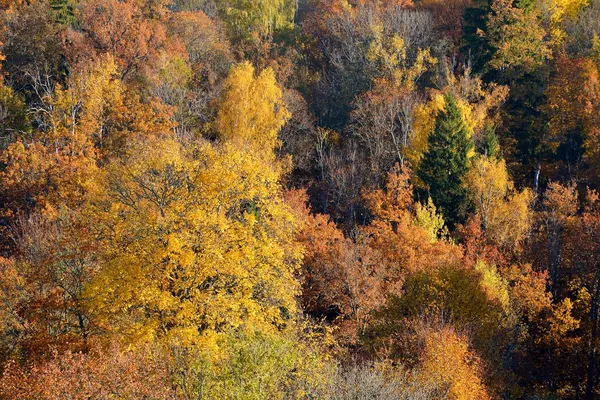 Färgglada forest hills i höst. Sigulda, Lettland — Stockfoto