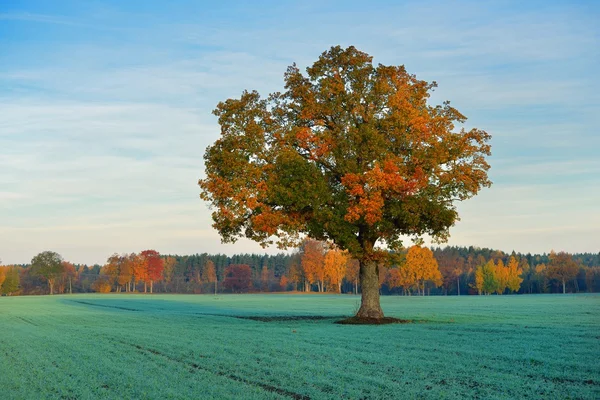 Colorido árbol solitario en el campo en otoño — Foto de Stock