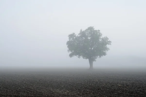 Albero solitario nel campo nella nebbia molto forte — Foto Stock