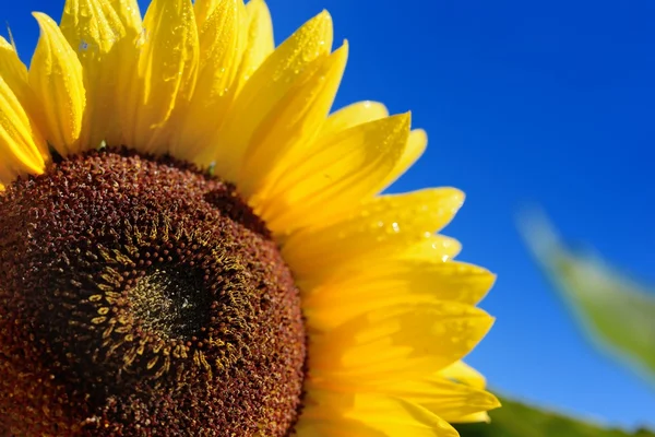 Solros närbild mot mörkblå himmel — Stockfoto