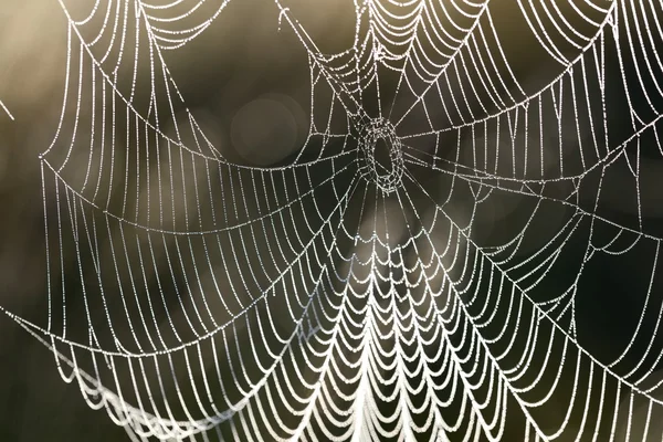 Hermosa tela de araña con gotas de agua de cerca — Foto de Stock