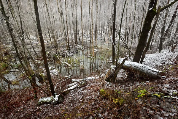 Primeira neve em uma paisagem de pântano florestal — Fotografia de Stock