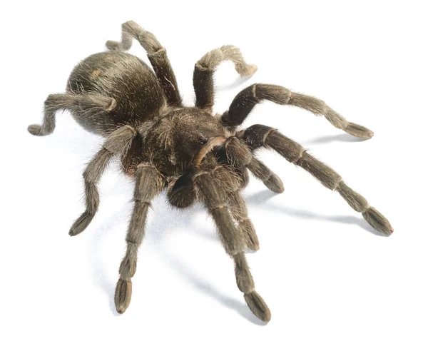 Czarny tarantula grammostola pulchra na białym tle — Zdjęcie stockowe