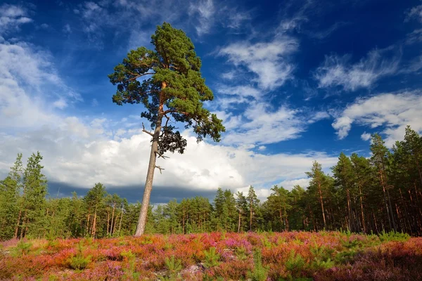 Forêt nordique avec premier plan coloré — Photo