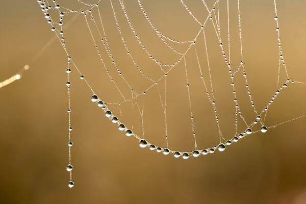 Vackra spindelnät med vatten droppar närbild — Stockfoto