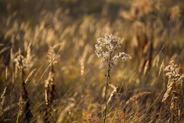 日没の間に草のクローズ アップ — ストック写真