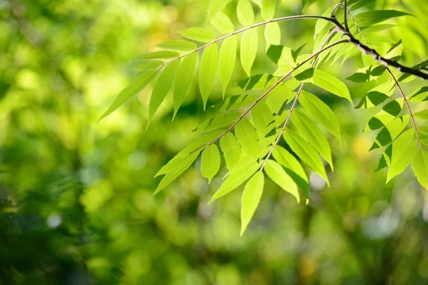 Foglie giovani verdi primo piano in primavera mattina — Foto Stock