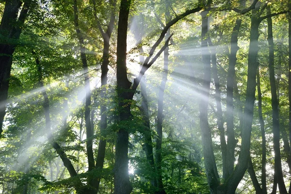 Fuerte niebla hermosa y rayos de sol en el bosque — Foto de Stock